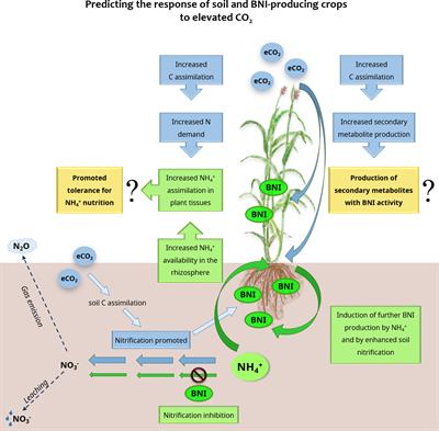 Will crops with biological nitrification inhibition capacity be favored under future atmospheric CO2?
